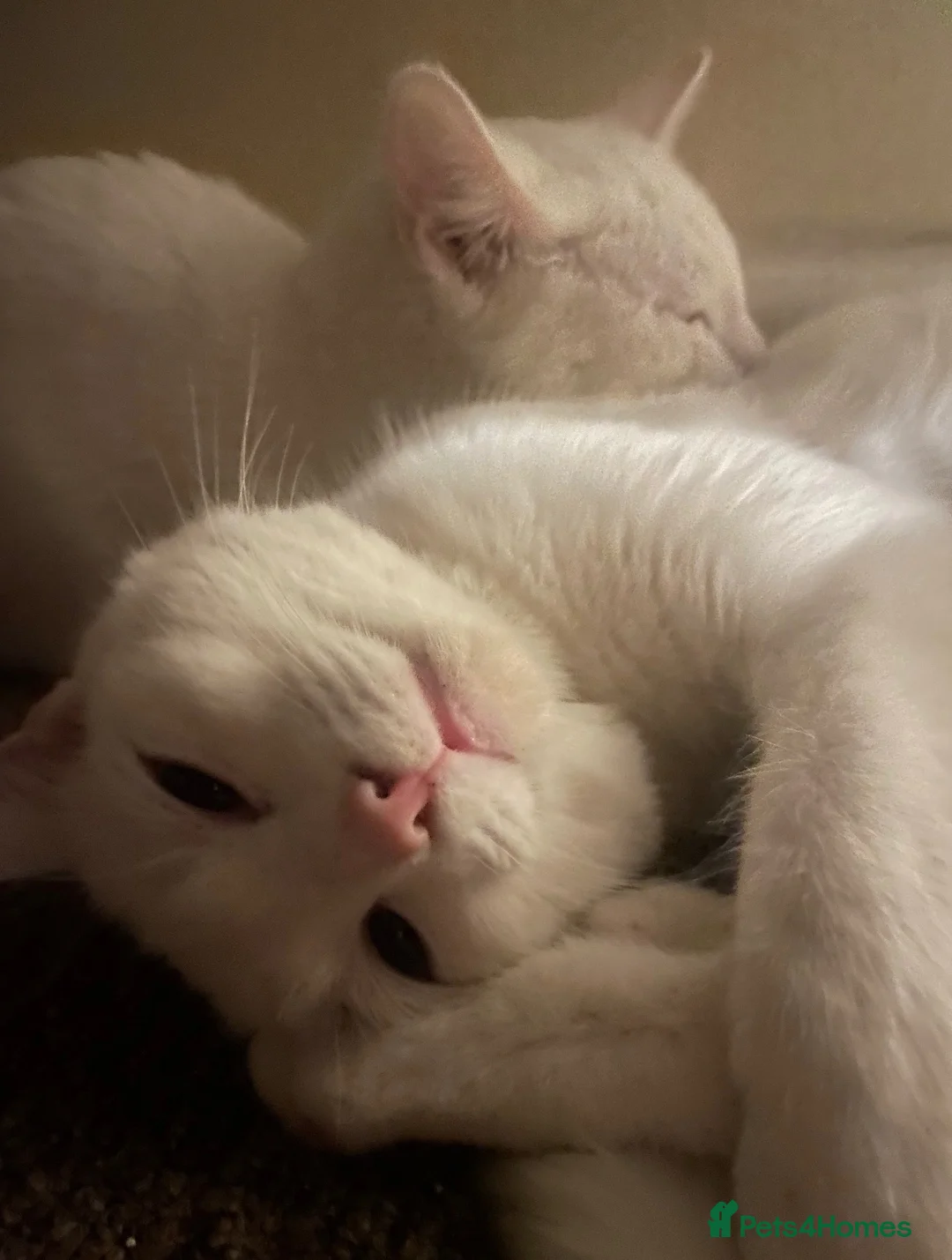Domestic Shorthair cats for sale: Stunning sisters for adoption in Bakewell - Advert 2