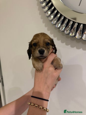 Miniature Dachshund dogs - Advert 1