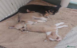 Mixed Breed dogs for sale: Ready to collect  - Advert 7