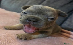 French Bulldog dogs for sale: Beautiful French Bulldog Puppies - Image 8