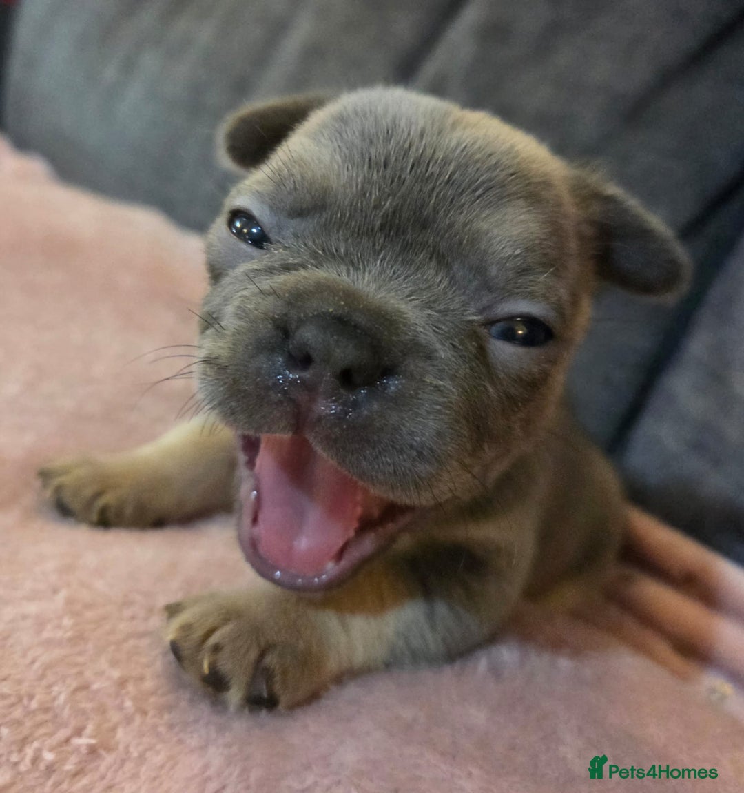 French Bulldog dogs for sale: Beautiful French Bulldog Puppies - Image 8