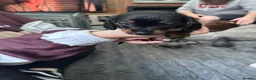 Mixed Breed dogs for sale:  Chinese crested  cross dachshund puppies  - Advert 3