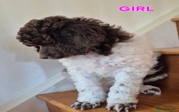 Standard Poodle dogs for sale: KC Reg Chocolate parti Standard Poodle puppies - Image 3