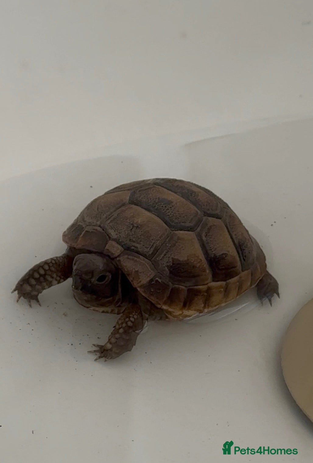 Tortoise reptiles spur-thighed tortoise - Advert 2