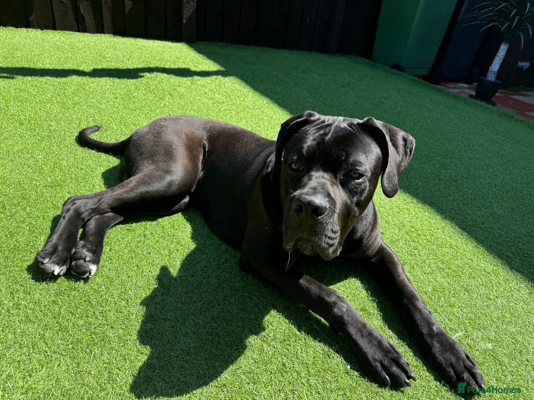 Cane Corso dogs for sale: Cane corso  - Image 6