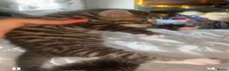 Bengal cats for sale: 3 beautiful bengal/mixed boys ready to reserve  in Birmingham - Advert 6