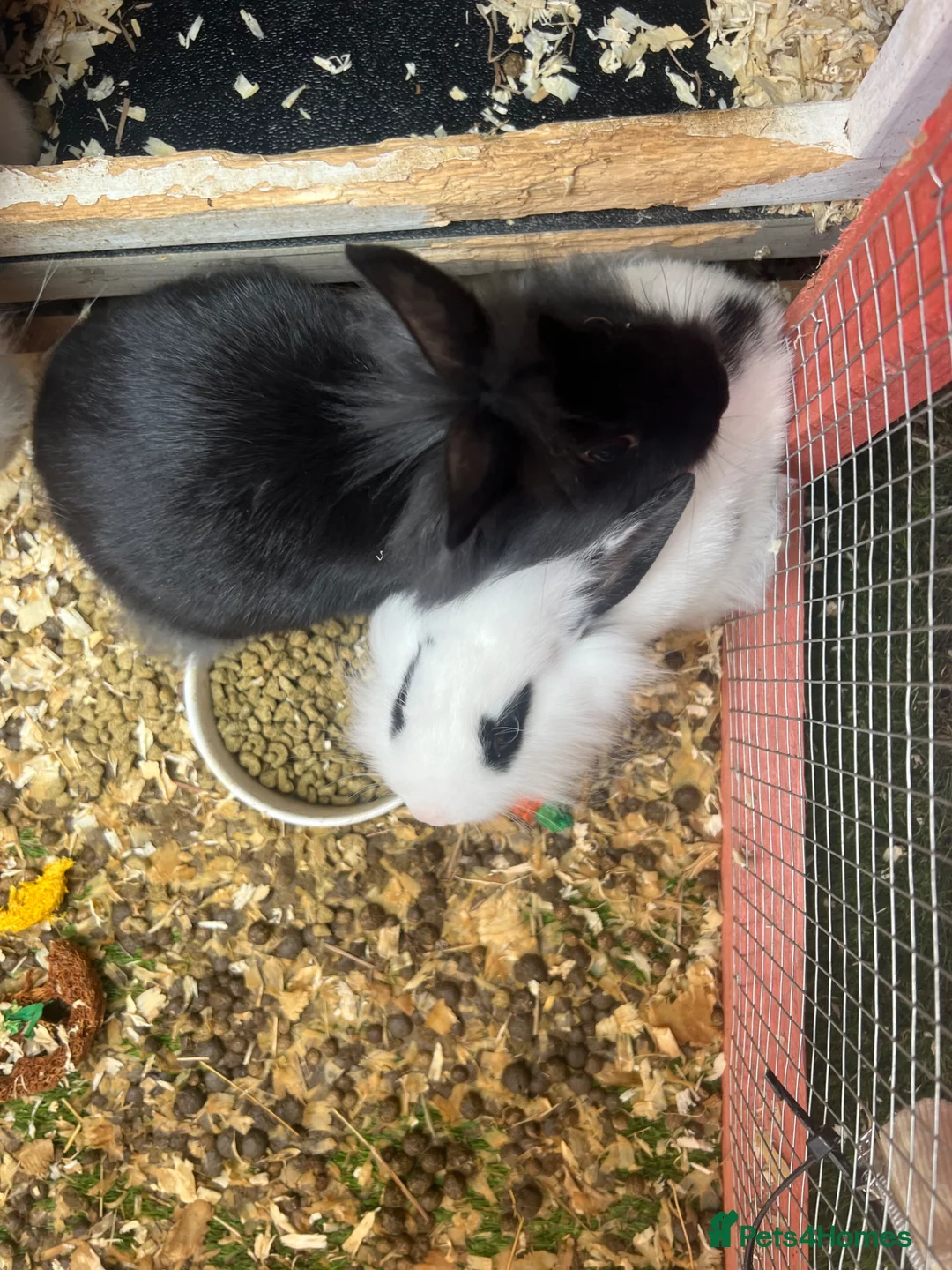 Mixed Breed rabbits for sale:  Baby rabbits for sale  - Advert 2