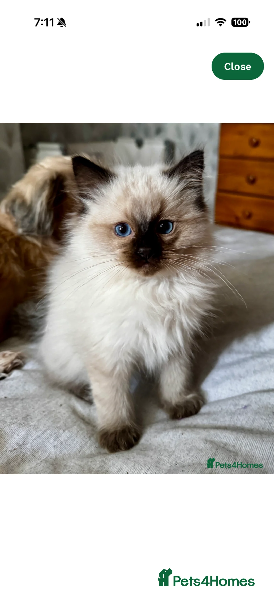 Ragdoll cats for sale: Ragdoll kitten for sale  in Manchester - Advert 1