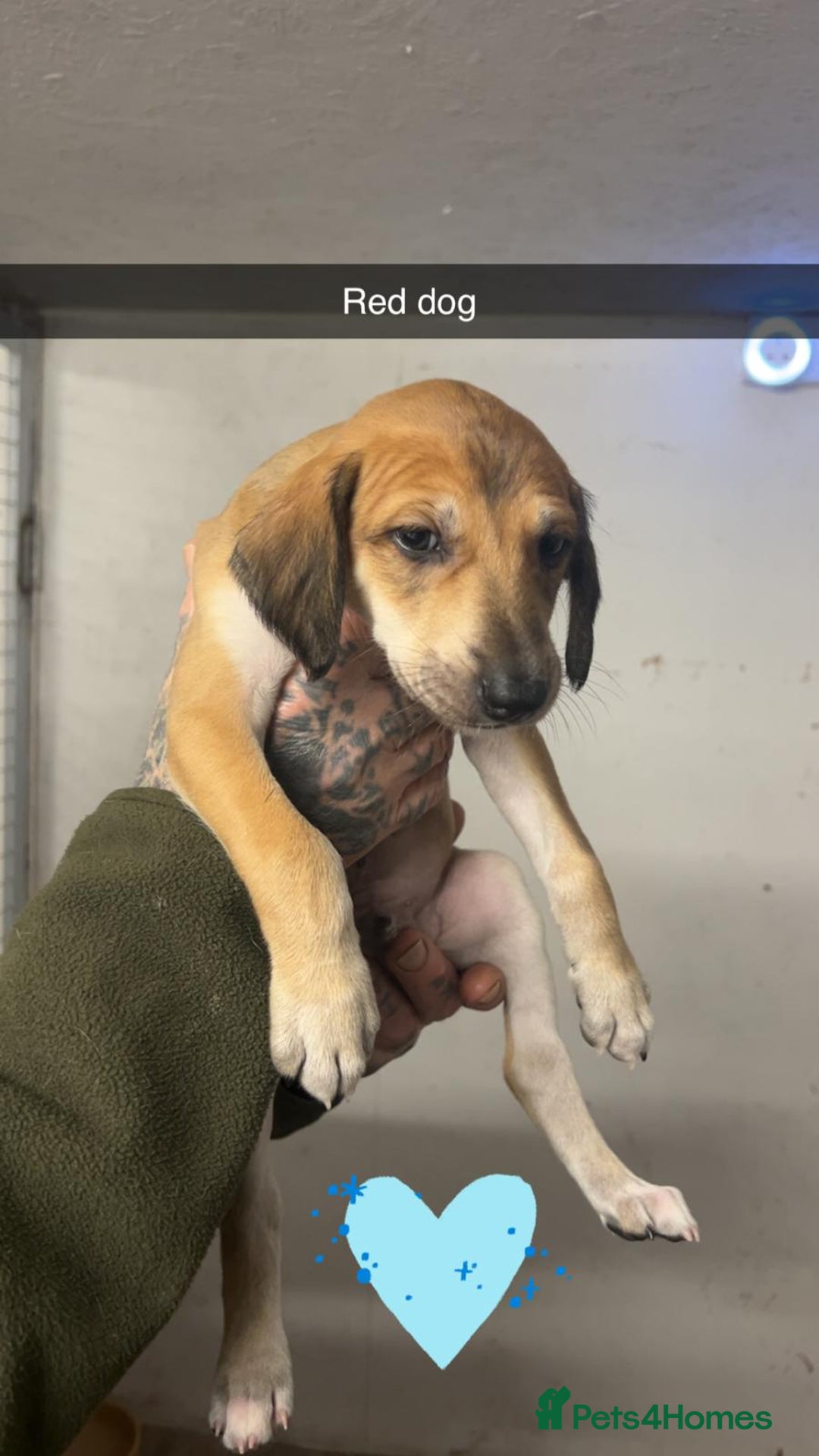 Saluki dogs for sale: Saluki/ LURCHER pups - Image 5