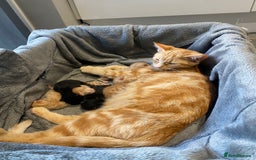 Mixed Breed cats for sale: Beautiful ginger tabby kittens - Image 8