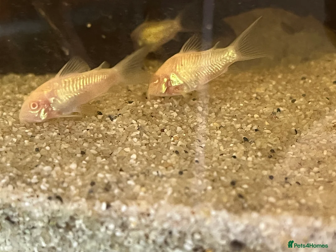 Corys fish for sale: Stunning iridescent albino corys.  - Advert 4