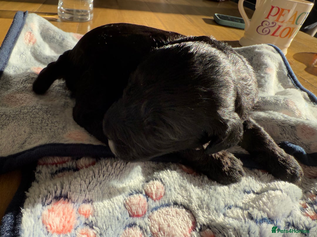 Mixed Breed dogs for sale: Australian Labradoodle Pups. READY 30th October  - Image 25