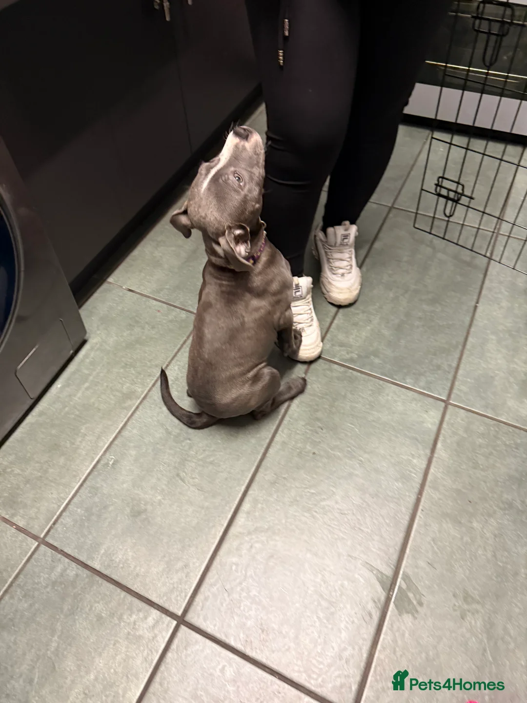 Staffordshire Bull Terrier dogs for sale: 1 female  Blue Staffordshire bull terrier staffy - Advert 3