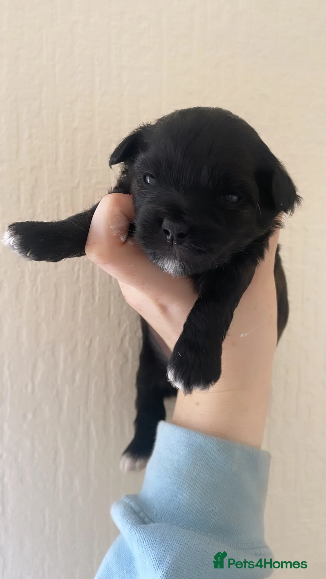 Mixed Breed dogs for sale: 2 boys 1 girl  - Advert 9