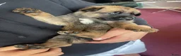 Belgian Shepherd Dog dogs for sale: Stunning Belgian Malinois puppies  - Advert 6