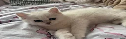British Shorthair cats for sale: Beautiful British shorthair kitten ready to go - Advert 8