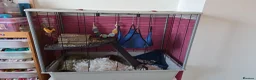 Rat rodents for sale: 2 friendly male rats with cage in Newport - Advert 5