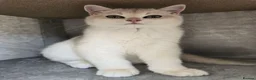 British Shorthair cats for sale: Blue golden chinchila! READY TO GO! - Advert 3