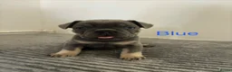 French Bulldog dogs for sale: KC French bulldog puppies - Advert 11