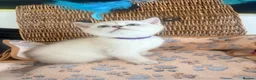 British Shorthair cats for sale: Cuteness overload♥️ British shorthair/chinchillas  - Advert 23