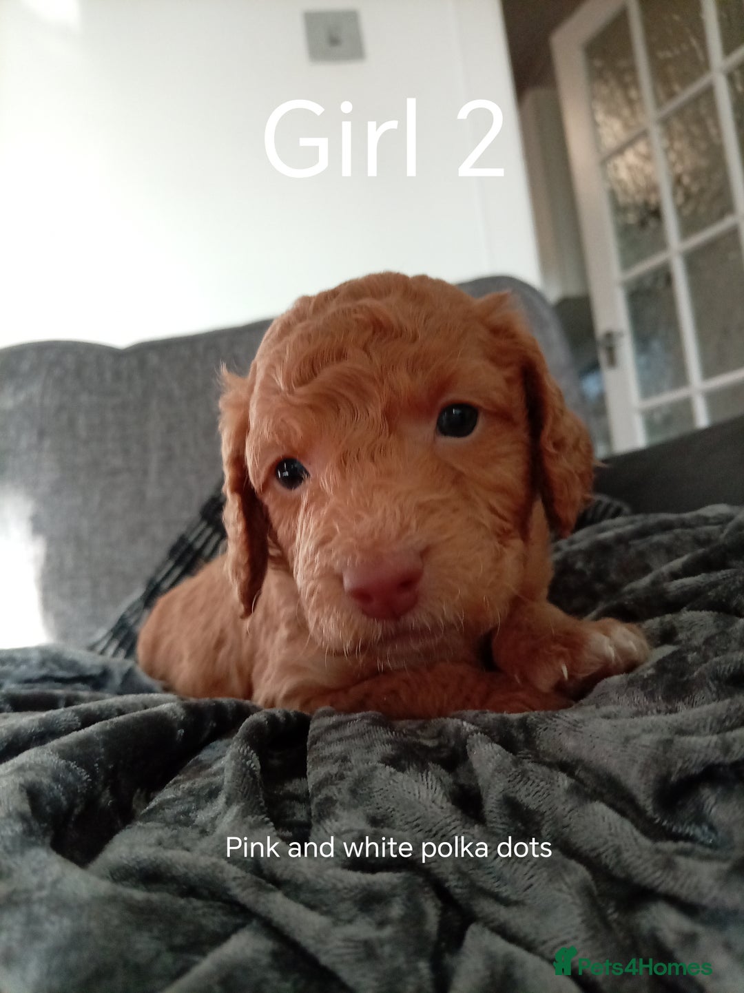 Cockapoo dogs for sale: 8 Beautiful Cockapoos puppies - Advert 21