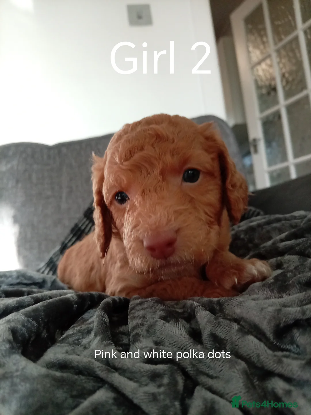 Cockapoo dogs for sale: 8 Beautiful Cockapoo Puppies - Advert 20