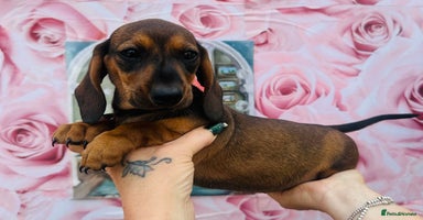 Miniature Dachshund dogs - Advert 3