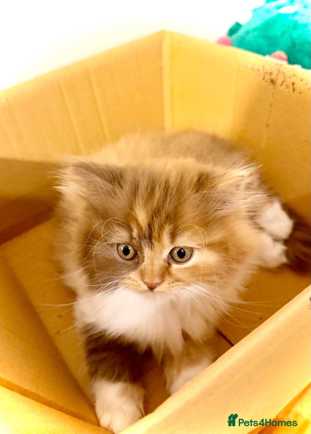 British Longhair cats for sale: British Longhair girls TICA registered  - Advert 21