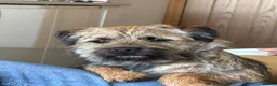 Border Terrier dogs for sale: KC Registered Border Terrier males  ready now  - Advert 24