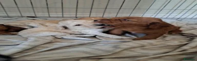 Cockapoo 2