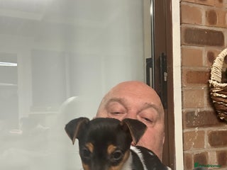 Jack Russell dogs for sale: Jack Russell pup - Advert 1