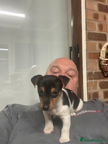 Jack Russell dogs Jack Russell pup - Advert 1