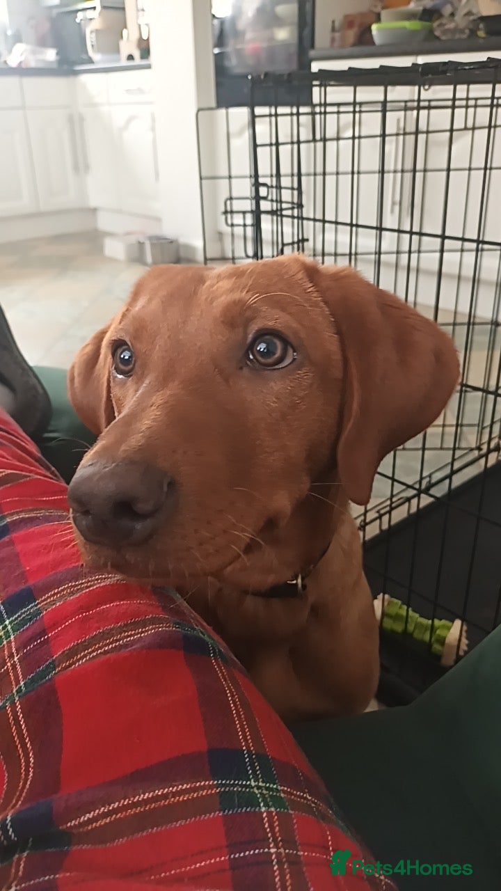 Labrador Retriever dogs KC Reg Deep Fox Red Lab -low parental hip score - Advert 2