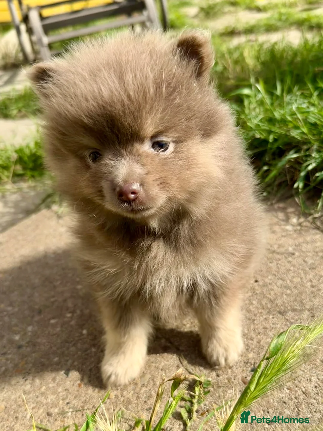 Pomeranian dogs for sale: Pomeranian girls lilac and tan  - Advert 2