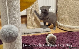 Chartreux cats for sale: Chartreux sisters  - Image 6