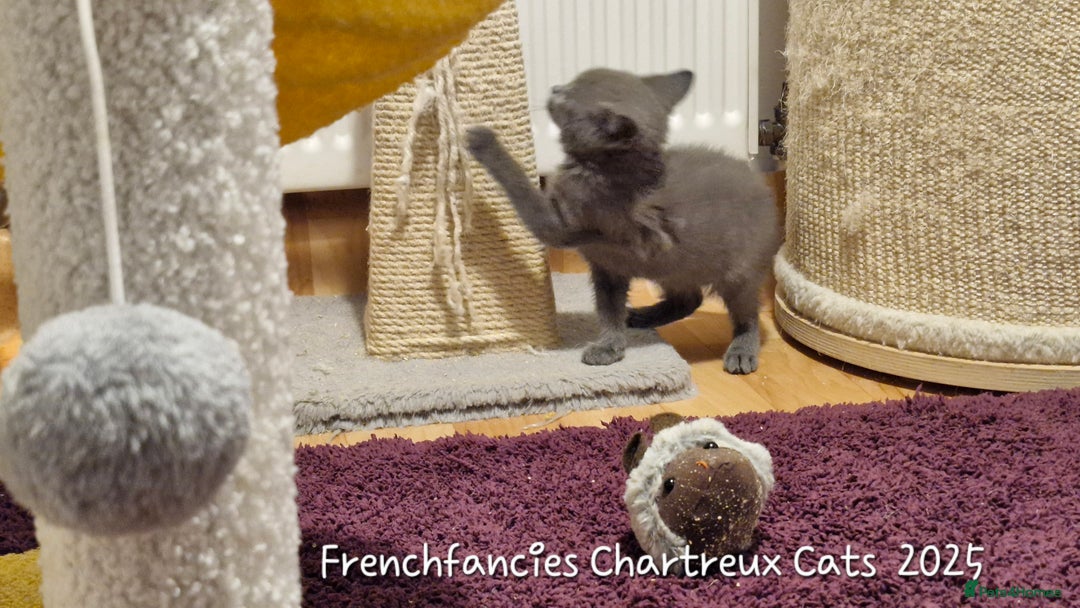 Chartreux cats for sale: Chartreux sisters  - Image 6