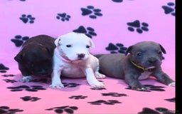 Staffordshire Bull Terrier dogs for sale: Staff puppies  - Image 2