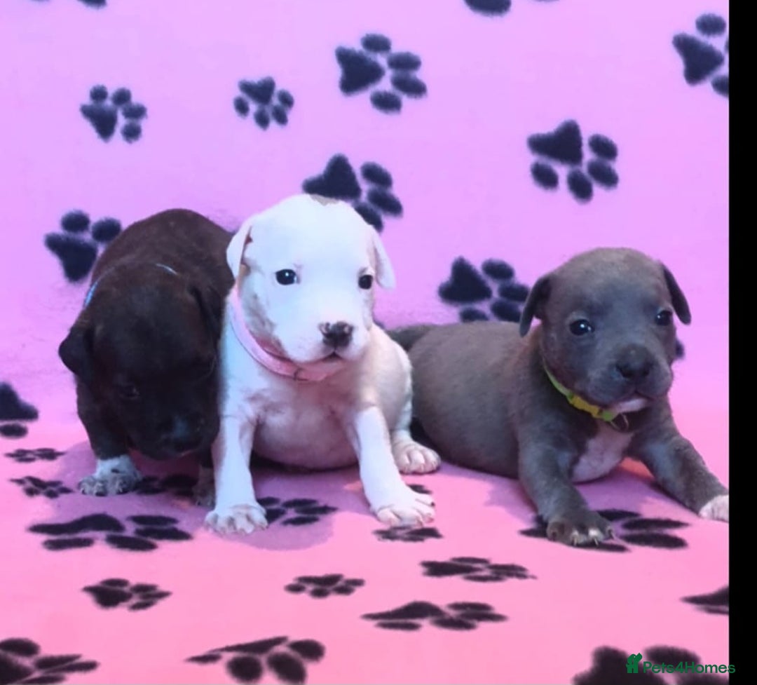 Staffordshire Bull Terrier dogs for sale: Staff puppies  - Image 2