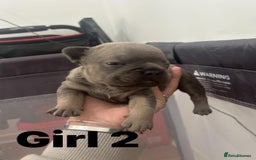 French Bulldog dogs for sale: French Bulldog Pups for sale - Image 5