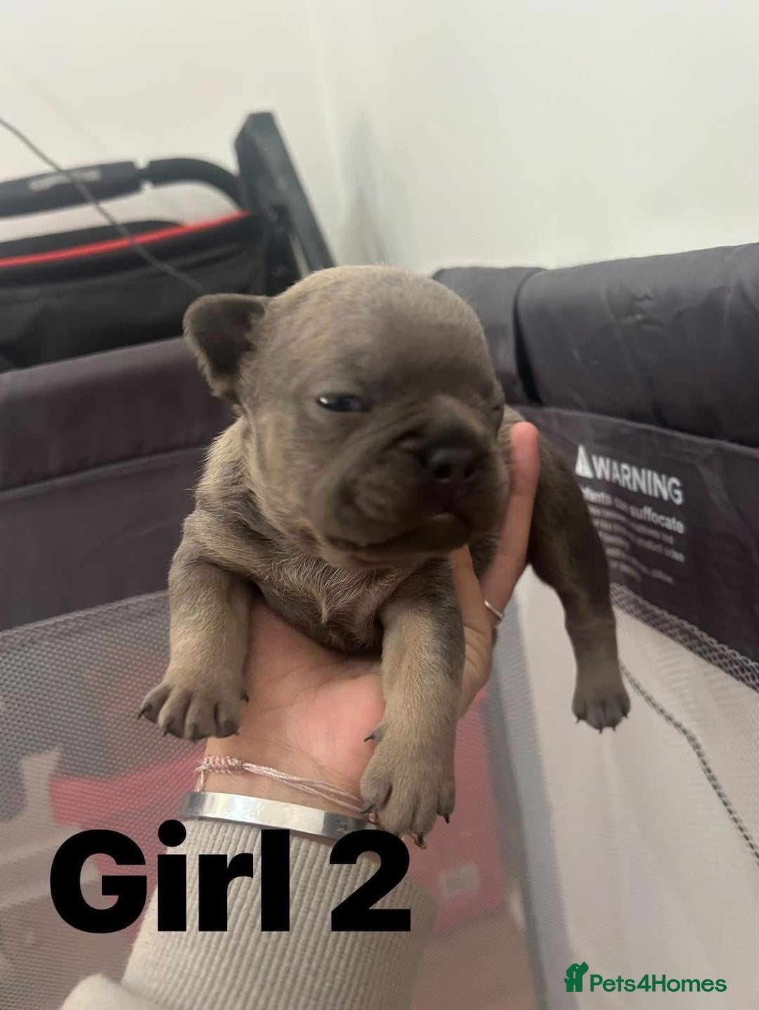 French Bulldog dogs for sale: French Bulldog Pups for sale - Image 5
