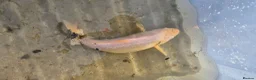 Koi Carp fish for sale: 30cm / 11" White 4yr old Koi Carp fish - Tonbridge in Tonbridge - Advert 2