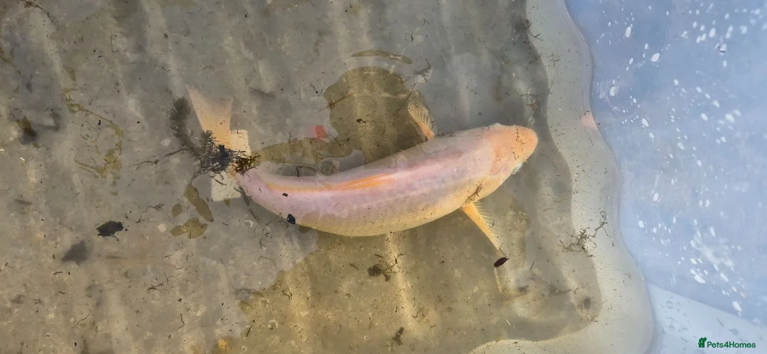 Koi Carp fish for sale: 30cm / 11" White 4yr old Koi Carp fish - Tonbridge in Tonbridge - Advert 2