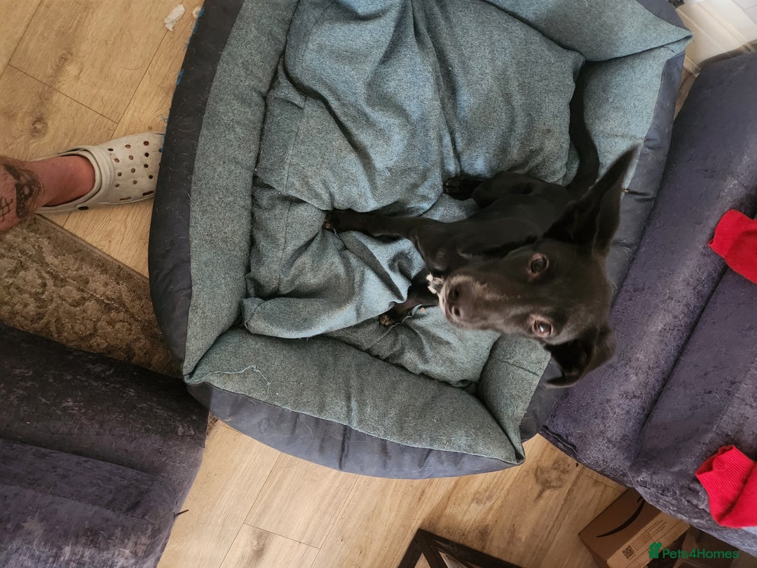 Mixed Breed dogs for sale: Dalmation Sephards - Advert 7