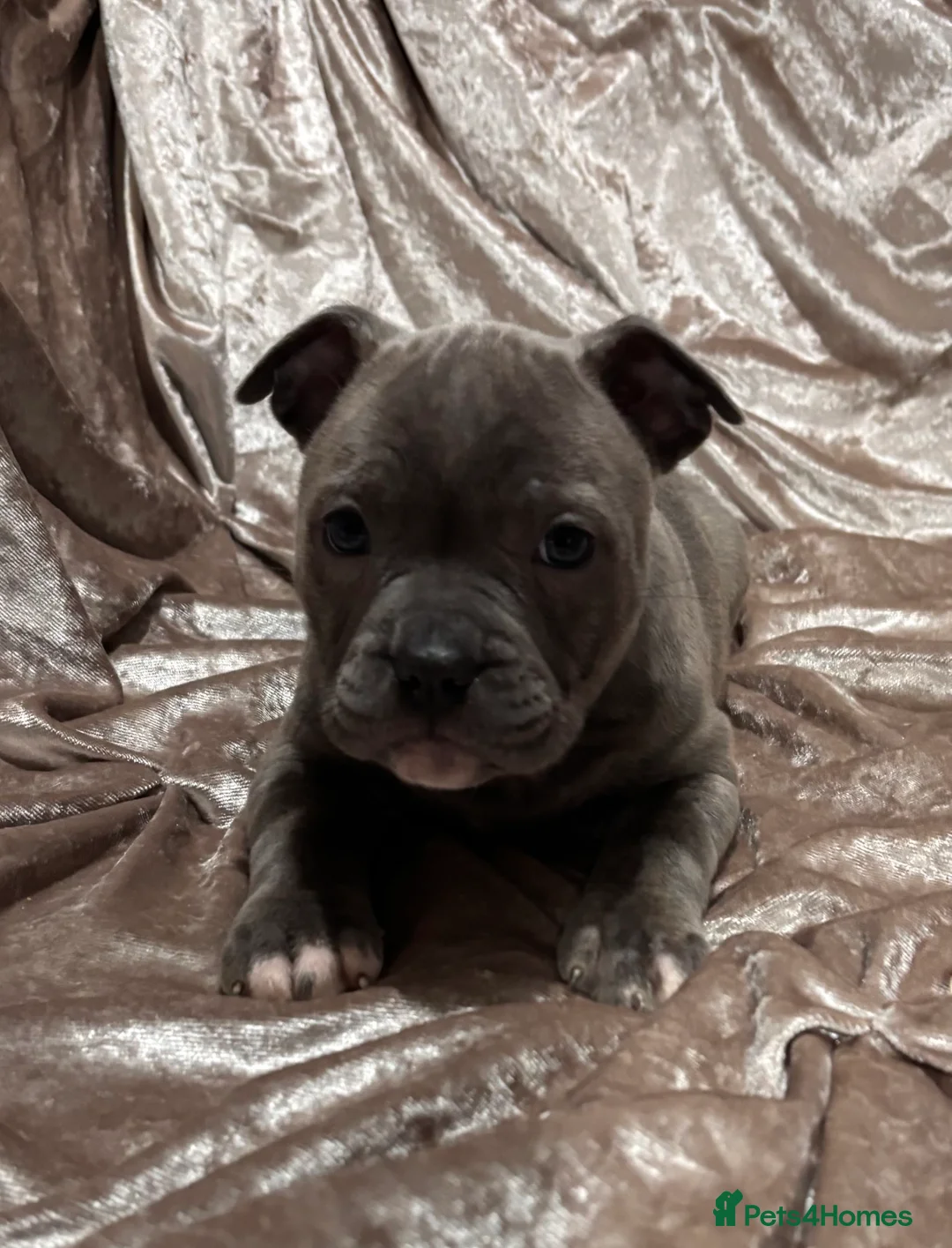 Staffordshire Bull Terrier dogs for sale: Blue Staffordshire bull terrier puppies  - Advert 10