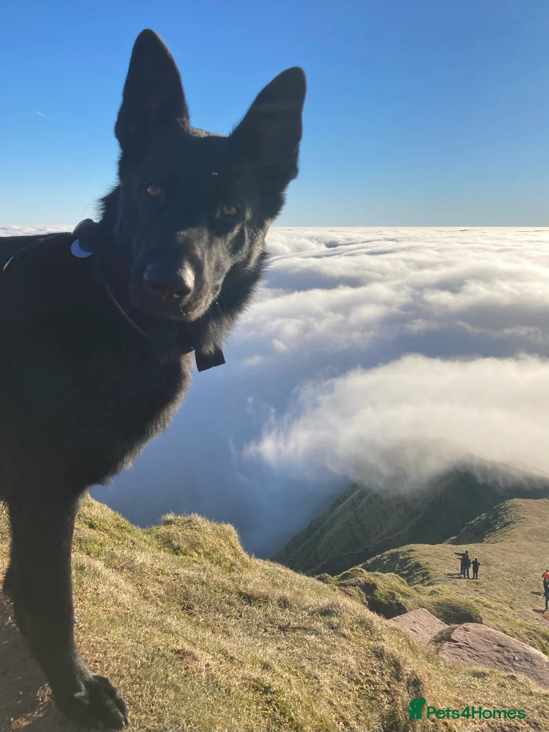 German Shepherd dogs for stud: Stunning black GSD - exceptional health and temper - Advert 11