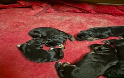 German Shepherd dogs for sale: German shepard puppies - Image 1