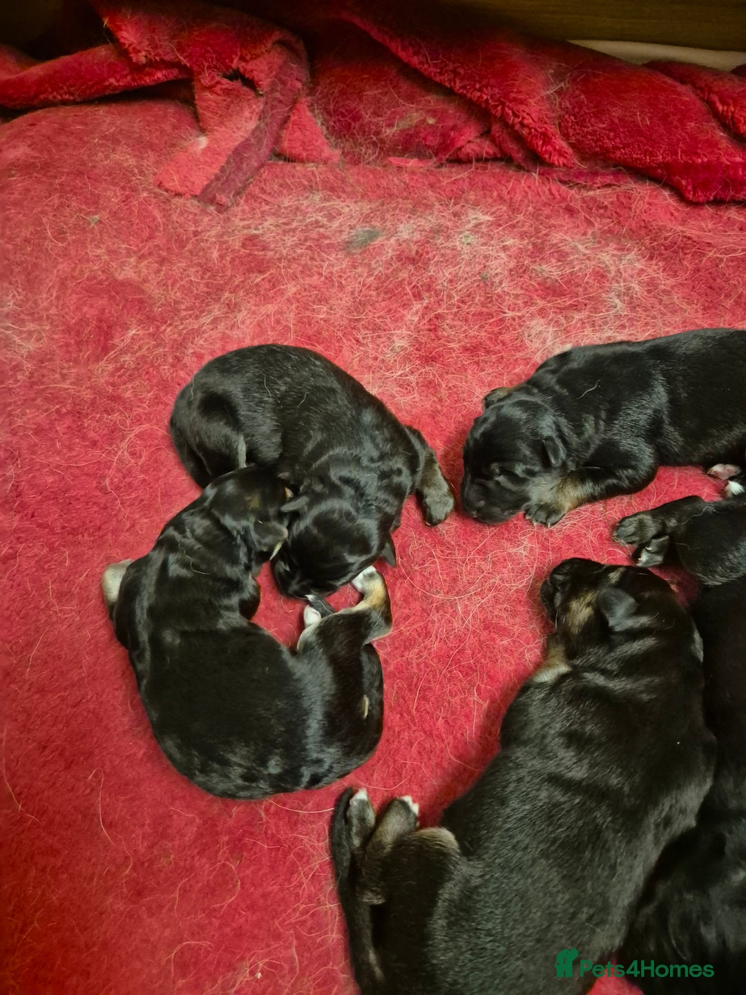German Shepherd dogs for sale: German shepard puppies - Image 1