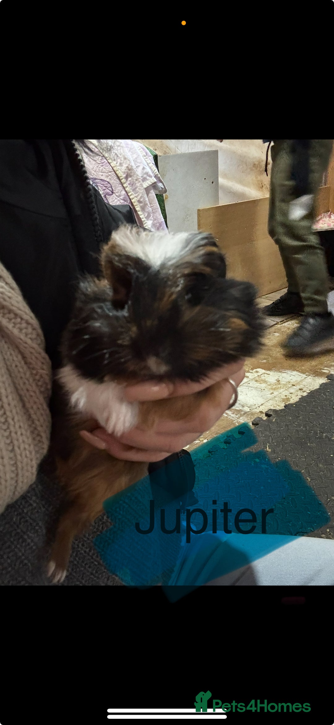 Guinea Pig rodents for sale: Guinea pigs - Advert 1