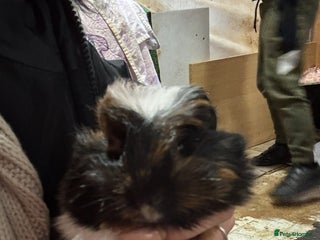 Guinea Pig rodents Guinea pigs - Advert 22