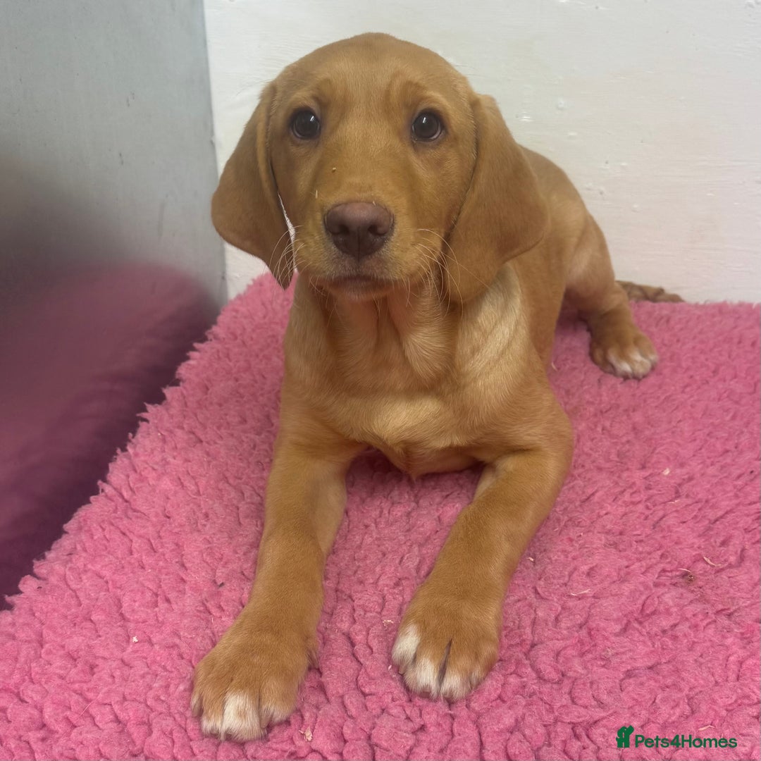 Labrador Retriever dogs for sale: 🧡 Pale Fox Red Yellow Labrador Puppies 💛 - Advert 28